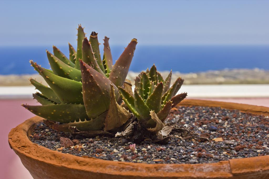 Nectarios Villa - Studios & Suites Adults Only Fira  Rom bilde